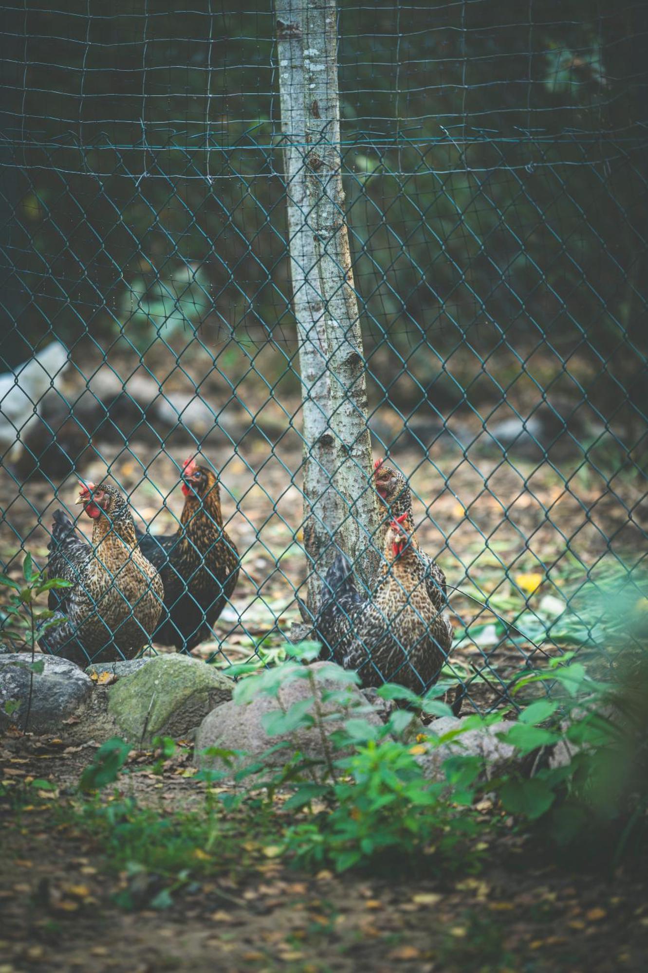 Siedlisko Soce Agroturystyka 빌라 외부 사진